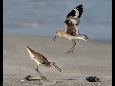 Territorial Willets by Geoff Walsh