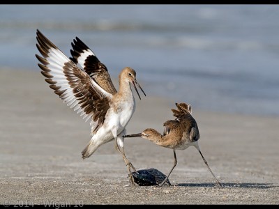 Willet Dispute by Geoff Walsh Amateur Photography Club GB Cup Nature 2014