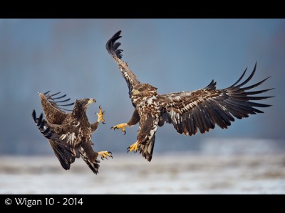 Eagle Interaction by Austin Thomas Amateur Photography Club PAGB PDI Championships 2014