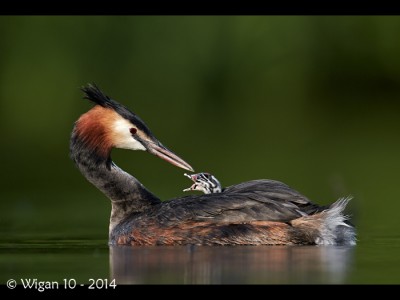 Great Crested Grebe and Chick by Austin Thomas Amateur Photography Club PAGB PDI Championships 2014