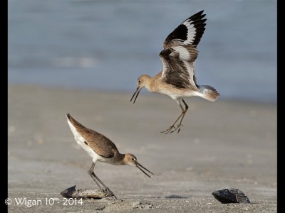 Willet Attack by Geoff Walsh Amateur Photography Club PAGB PDI Championships 2014