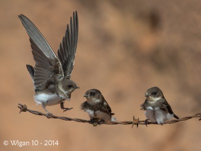 Young Sandmartins by Roy Rimmer Amateur Photography Club PAGB PDI Championships 2014