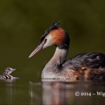 Great Crested Grebe with chick by Austin Thomas FIAP World Cup 2014 Amateur Photography Club