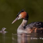 Great Crested Grebe with chick by Austin Thomas FIAP World Cup 2014 Amateur Photography Club