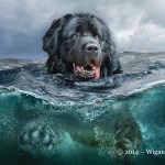 Henry by Phil Barber FIAP World Cup 2014 Amateur Photography Club