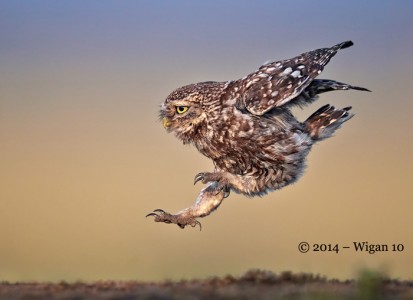 Little Owl landing by Austin Thomas Amateur PHotography Club PAGB Inter Club Print Competition