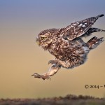 Little Owl landing by Austin Thomas Amateur PHotography Club PAGB Inter Club Print Competition