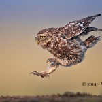 Little Owl landing by Austin Thomas Amateur PHotography Club PAGB Inter Club Print Competition
