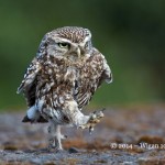 Little Owl running by Austin Thomas FIAP World Cup 2014 Amateur Photography Club