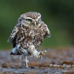 Little Owl running by Austin Thomas FIAP World Cup 2014 Amateur Photography Club