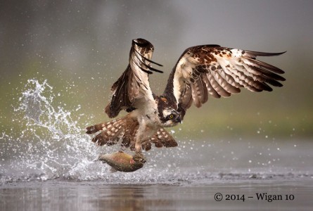 Osprey Fishing in the mist by Austin Thomas Amateur PHotography Club PAGB Inter Club Print Competition