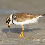 Semi Palmated Plover with worm by Geoff Walsh FIAP World Cup 2014 Amateur Photography Club