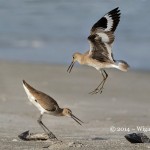 Territorial Willets by Geoff Walsh FIAP World Cup 2014 Amateur Photography Club