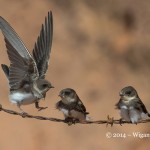 Young Sandmartins by Roy Rimmer FIAP World Cup 2014 Amateur Photography Club