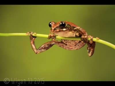 Acrobatic Tree Frog by Jon Sellers GB Cup Nature 2015