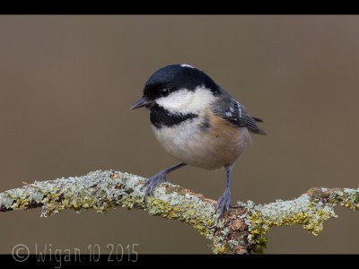 Coal Tit by Ed Roper GB Cup Nature 2015