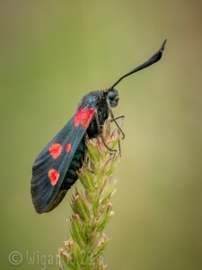Five Spot Burnet Moth by Christine Widdall GB Cup Nature 2015