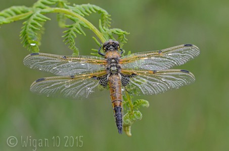 Four Spotted Chaser by Chris Hague GB Cup Nature 2015