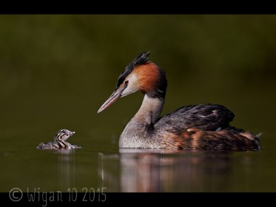 Great Crested Grebe with Chick by Austin Thomas GB Cup Nature 2015
