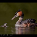 Great Crested Grebe with Chick by Austin Thomas GB Cup Nature 2015
