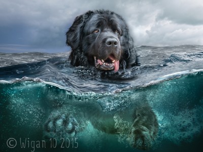 Henry by Phil Barber GB Cup Open 2015