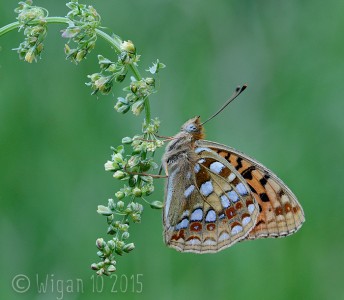 High Brown Fritillary 14-1 by Chris Hague GB Cup Nature 2015