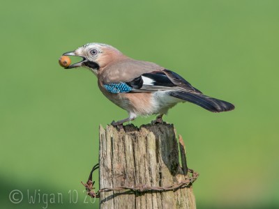 Jay with Acorn by Phil Barber GB Cup Nature 2015