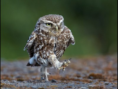Little Owl Walking by Austin Thomas GB Cup Nature 2015