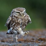Little Owl Walking by Austin Thomas GB Cup Nature 2015