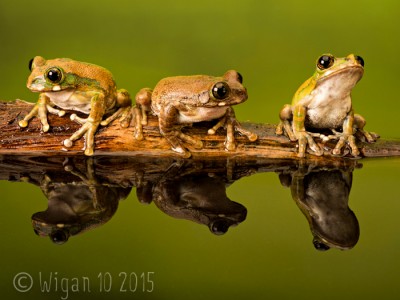Peacock Tree Frogs by Robert Millin GB Cup Nature 2015