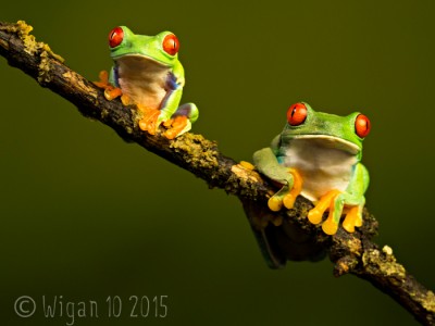 Red Eyed Green Tree Frogs by Robert Millin GB Cup Nature 2015