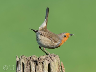 Robin Displaying by Phil Barber GB Cup Nature 2015