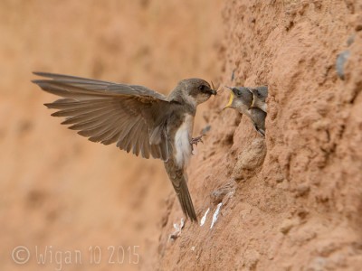 Sandmartin Feeding Young by Roy Rimmer GB Cup Nature 2015
