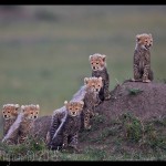 Six Cheetah Cubs Looking Out by Austin Thomas GB Cup Nature 2015
