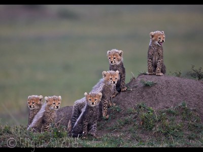Six Cheetah Cubs Looking Out by Austin Thomas GB Cup Nature 2015