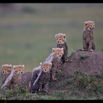 Six Cheetah Cubs Looking Out by Austin Thomas GB Cup Nature 2015
