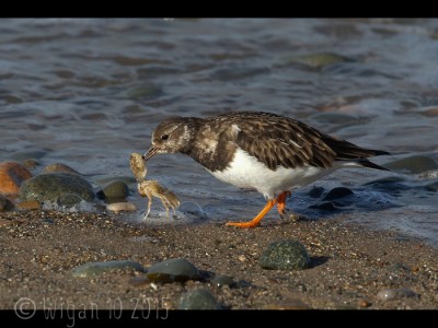 Turnstone with Crab by Ed Roper GB Cup Nature 2015