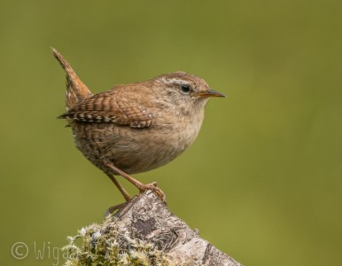 Wren by Christine Widdall GB Cup Nature 2015