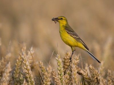 Yellow Wagtail by Roy Rimmer GB Cup Nature 2015