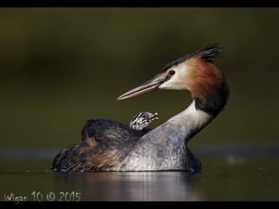 Great Crested Grebe with Chick by Austin Thomas Great Crested Grebe with Chick by Austin Thomas - Photography Club
