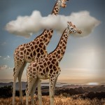 Head in the Clouds Head in the Clouds - Amateur Photography