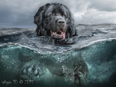 Henry by Phil Barber Henry by Phil Barber - Photography Club