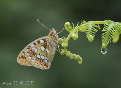 High Brown Fritillary by Chris Hague High Brown Fritillary by Chris Hague - Photography Club