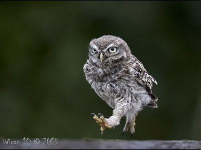 Juvenille Little Owl running by Austin Thomas Juvenille Little Owl running by Austin Thomas - Photography Club