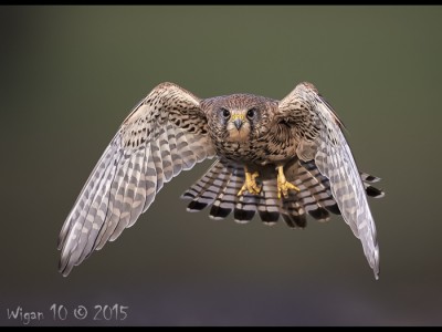 Kestrel in Flight by Austin Thomas Kestrel in Flight by Austin Thomas - Photography Club
