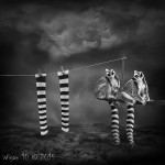 Snap Snap - Amateur Photography