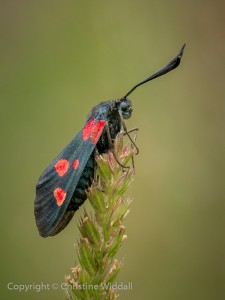 Five Spot Burnet Moth by Christine Widdall GB Cup Nature 2015