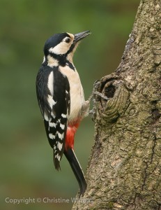 Great Spotted Woodpecker Female by Christine Widdall GB Cup Nature 2015