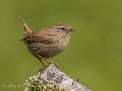 Wren by Christine Widdall GB Cup Nature 2015