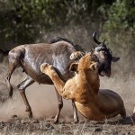 Lion and the Beast by Austin Thomas Lion and the Beast by Austin Thomas